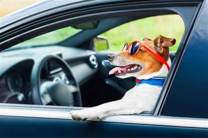 Можно ли оставлять животное одно в машине без присмотра?