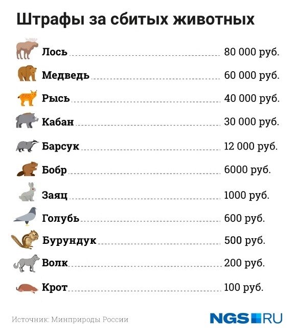 В каких случаях нужно будет заплатить за сбитое животное, а когда нет