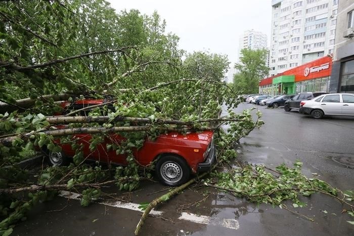Возражения управляющей компании в случае падения дерева на машину во дворе